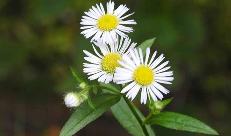 Remedios caseros para la ansiedad - Trucos de salud caseros