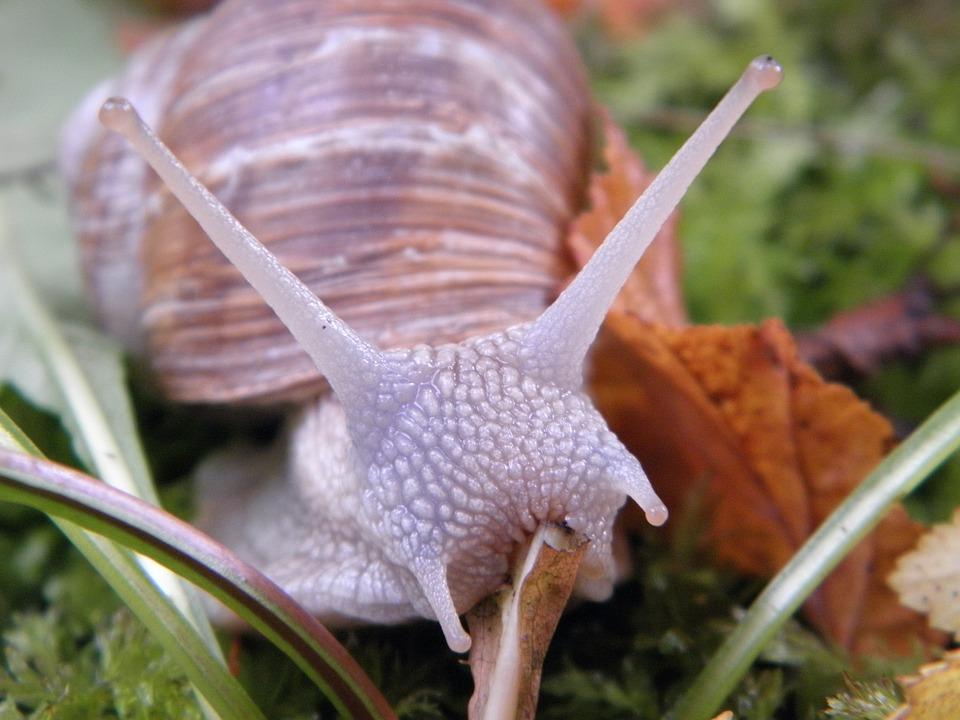 Monta una granja de caracoles y emprende en un sector en auge