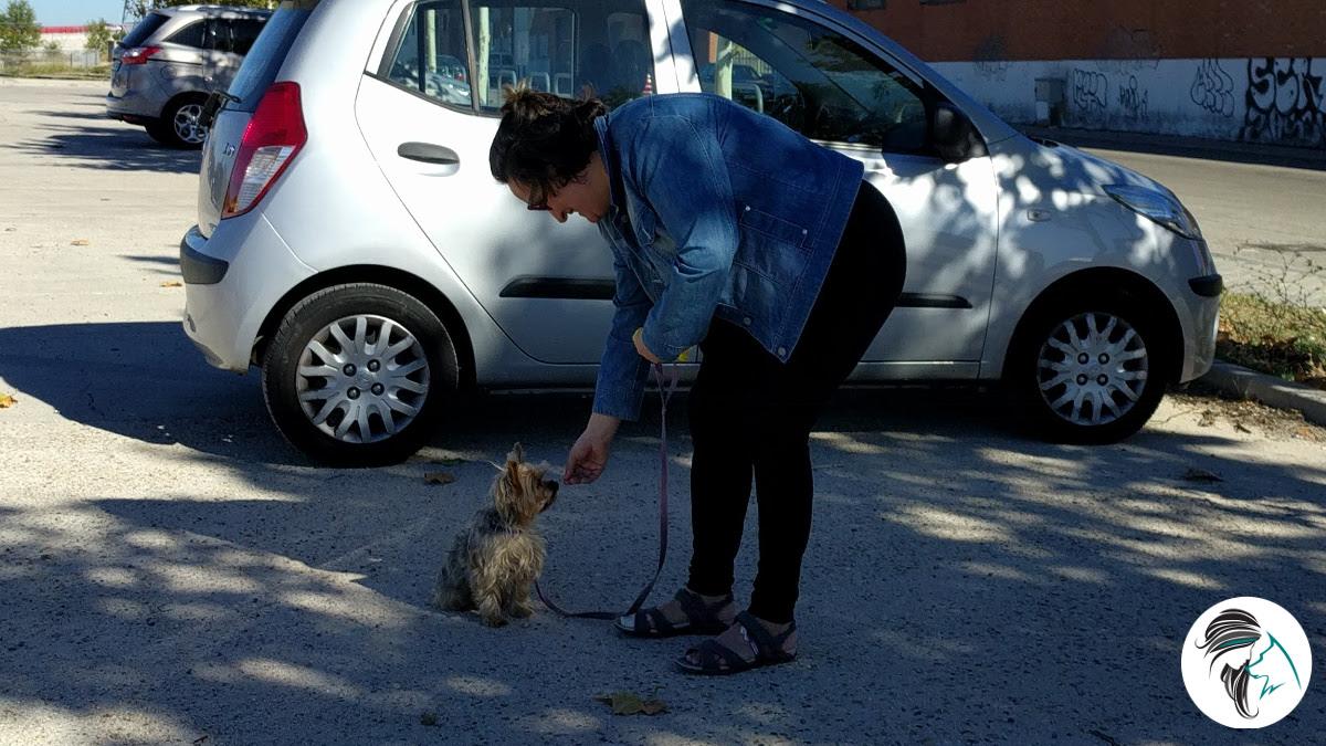 Yorkshire Pipo atento a su responsable