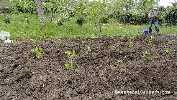 Plantando pimientos.