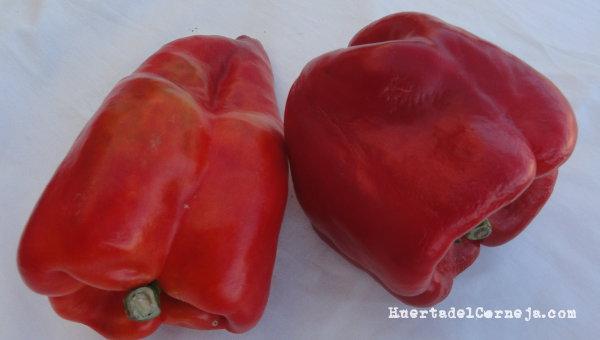 Nuestras dos variedades de pimientos morrones
