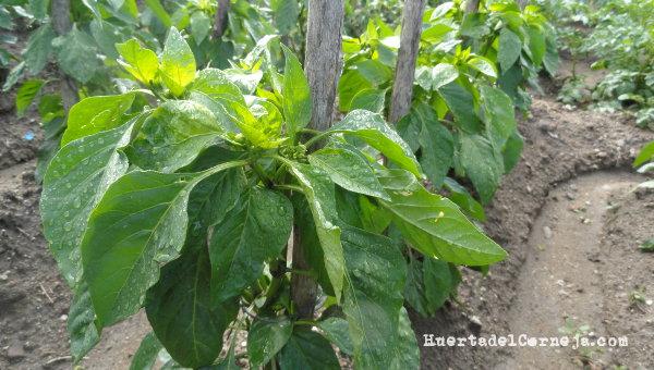 Pimientos morrones creciendo