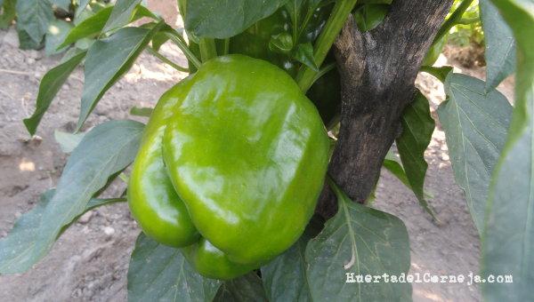Pimiento morrón del tipo California