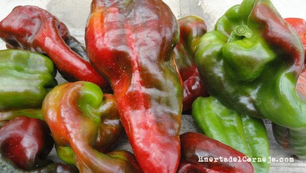 Pimientos tipo lamuyo