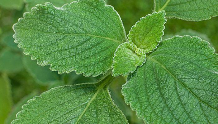 antibioticos naturales