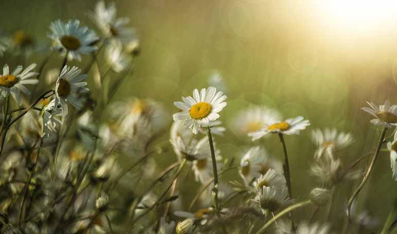 Cómo combatir el acné con aceites esenciales - Trucos de belleza caseros