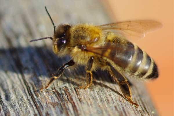La abeja es un insecto beneficioso