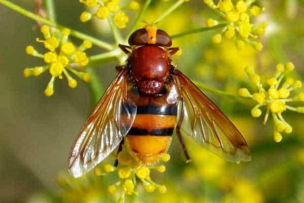 el sirfido es un insecto beneficioso