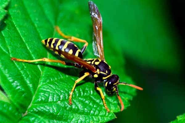 La avispa es un insecto beneficioso