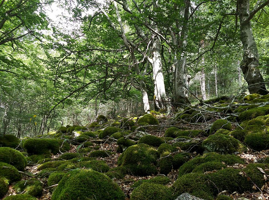 jardines verticales de musgo