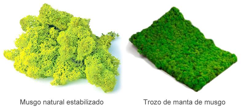 jardines verticales de musgo