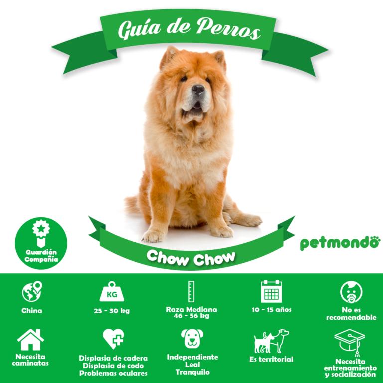 perro chow chow petmondo international chow chow