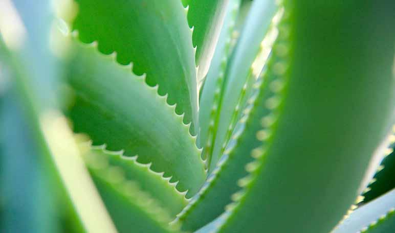 Cómo tener unas pestañas más largas usando ingredientes naturales