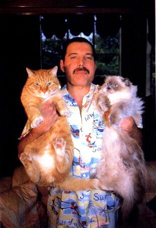 los gatos de Freddie Mercury