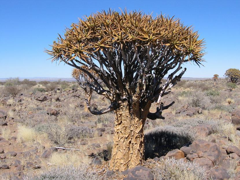 Aloe dichotoma en hábitat