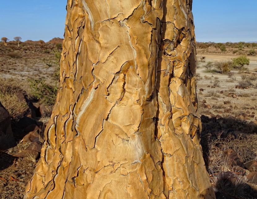 Tronco adulto de Aloe dichotoma