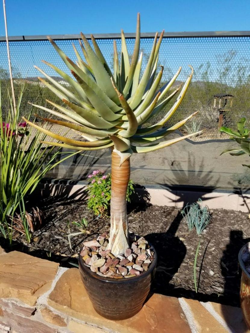 Joven Aloe dichotoma