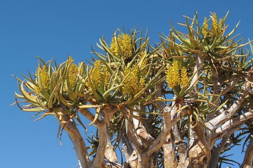 Aloe dichotoma en flor