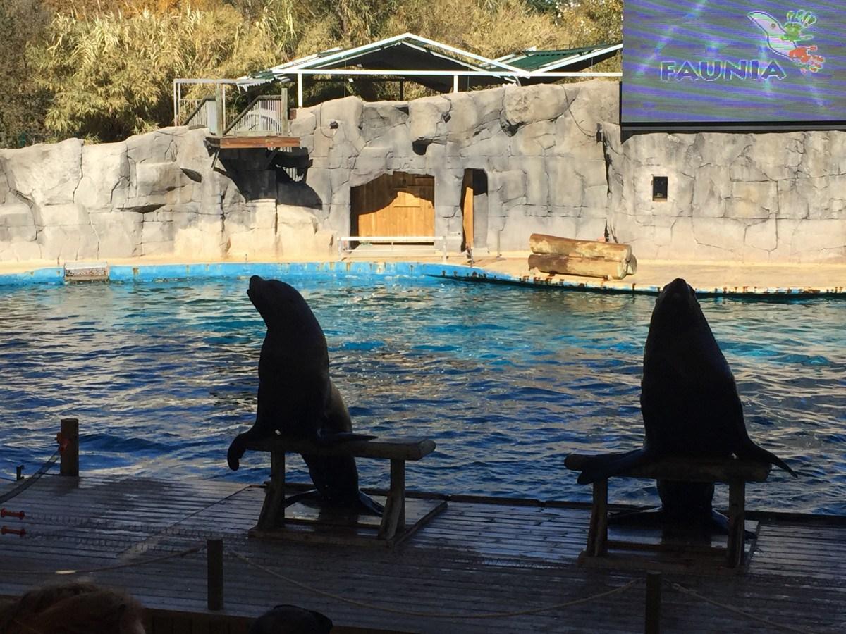 CONVIVE CON LOS PINGÜINOS EN UNA EXPERIENCIA ÚNICA Foto de %title
