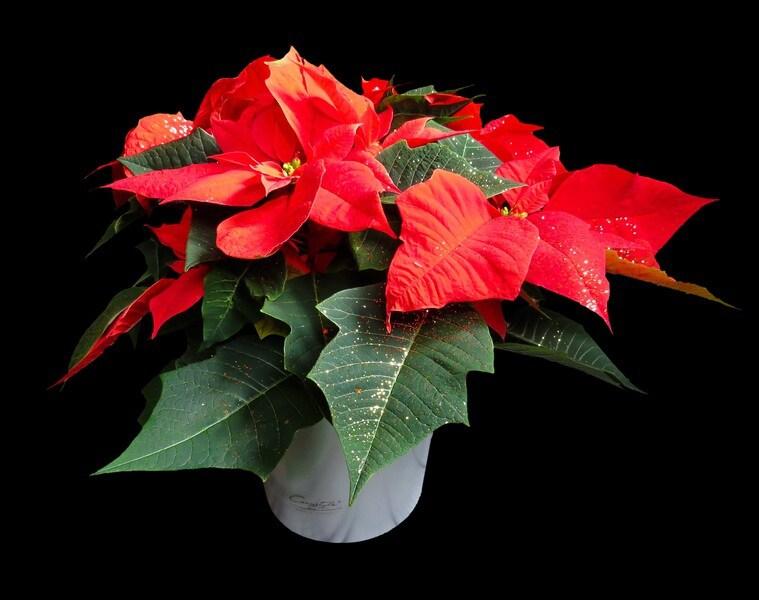 Poinsettia Flor de Pascua