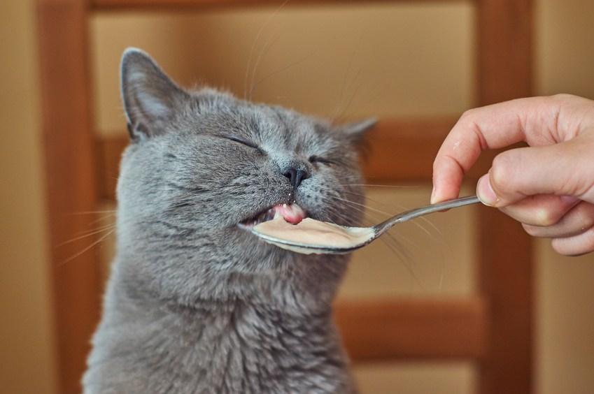 comida para gatos