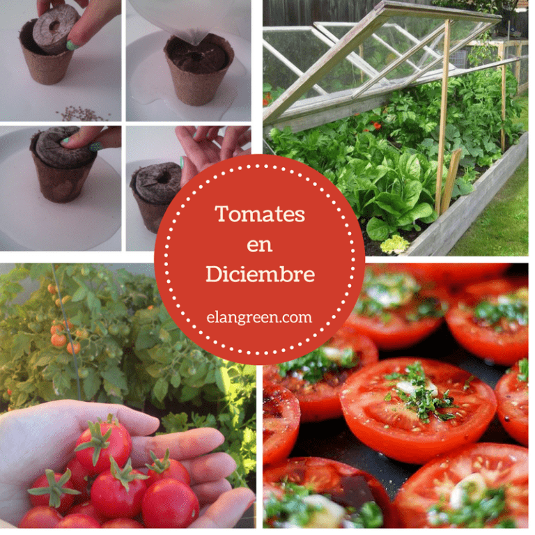 Tomates para sembrar en diciembre