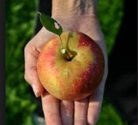 aclareo de arboles frutales - manzano