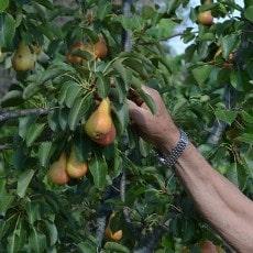 aclareo de árboles frutales - peral