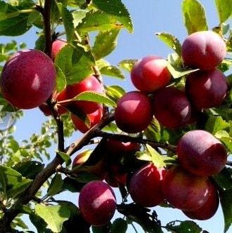 aclareo de árboles frutales - ciruelo