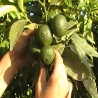 aclareo de árboles frutales - citricos