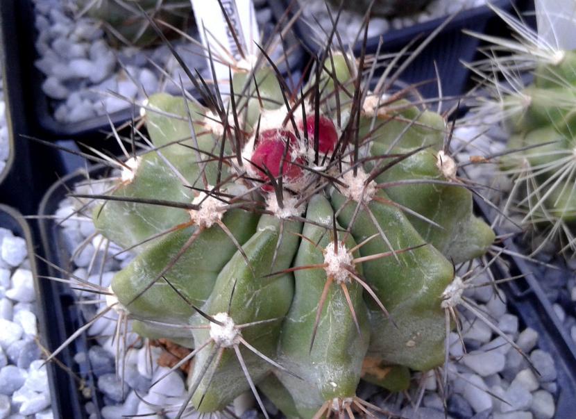 Copiapoa grandiflora