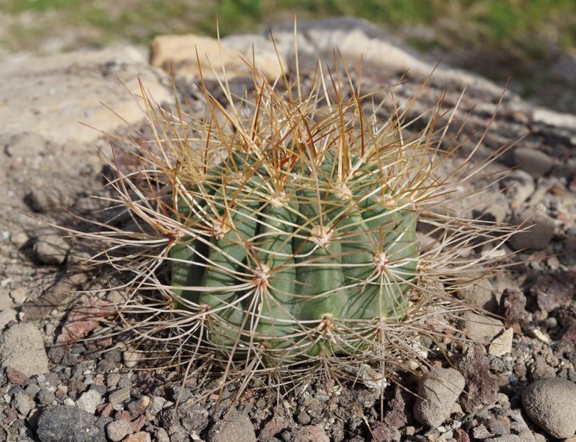 Soehrensia formosa