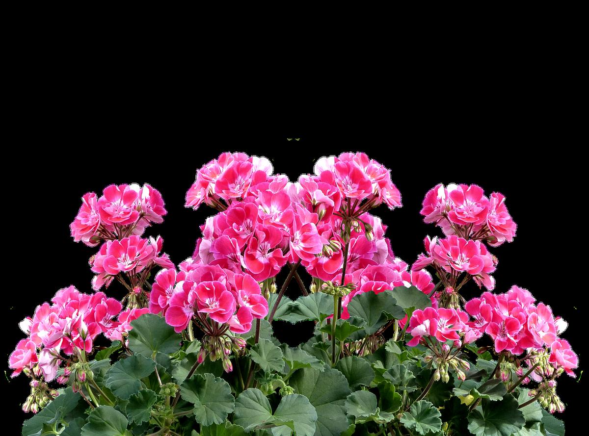 Geranio. Comer dormir y cagar