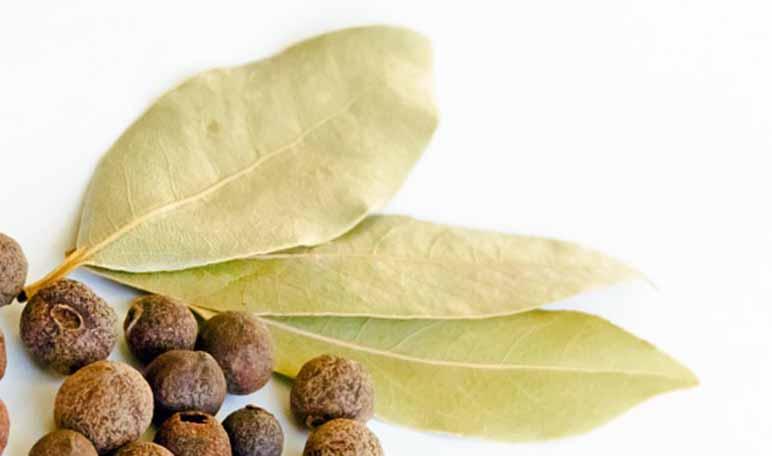Cómo eliminar las cucarachas con remedios naturales - Trucos de hogar caseros
