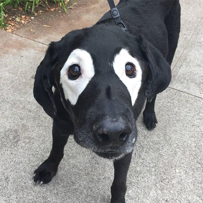 perros únicos
