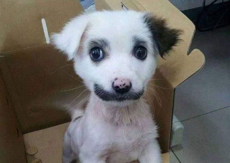 perros únicos