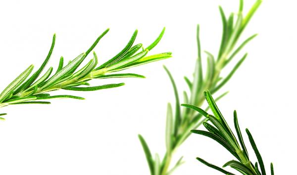 Romero para aliviar el dolor de cabeza - Trucos de salud caseros