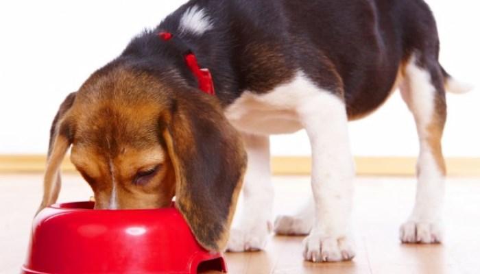 Los Perros Beagle y la comida