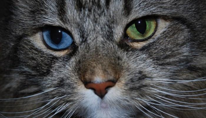 Ojos de los gatos