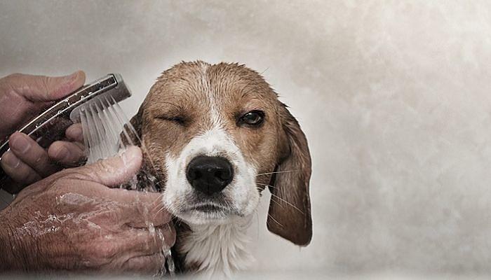 remedios caseros para la sarna en perros