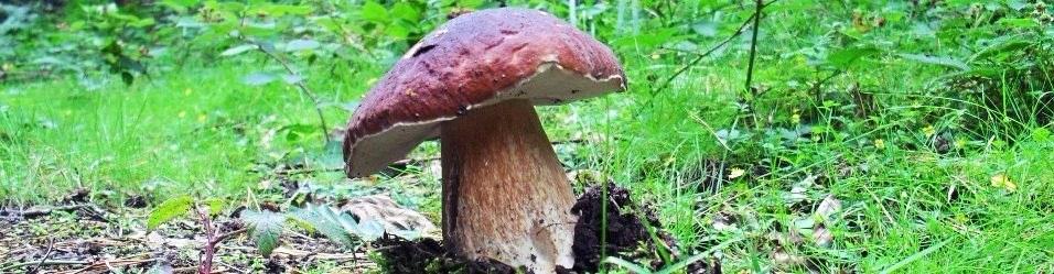 boletus edulis