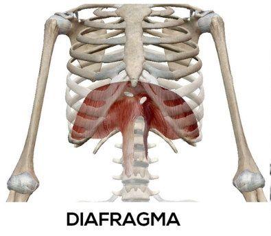 core-diafragma