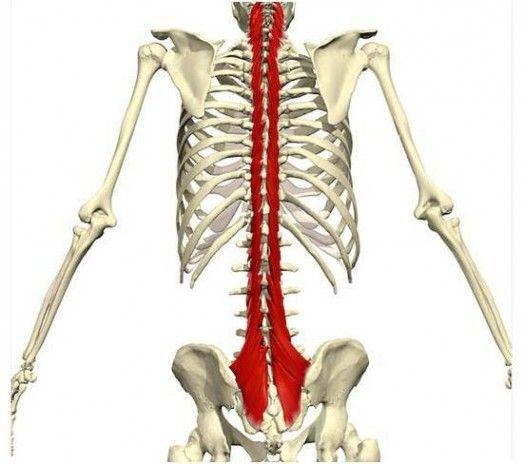core-multifidus
