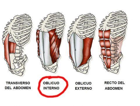 core-oblicuo-interno-externo-recto-transverso