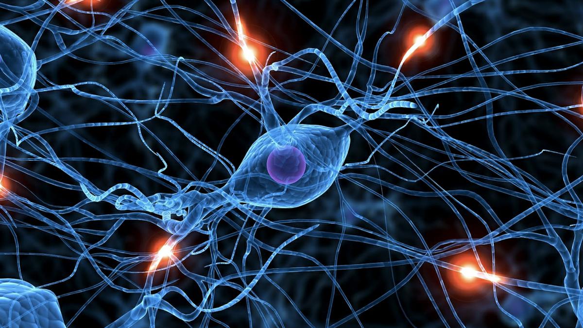 Científicos trabajan sobre una red neuronal que lee la mente.