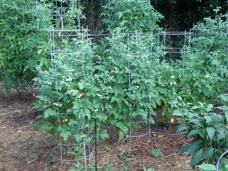 tomate cultivado en jaulas