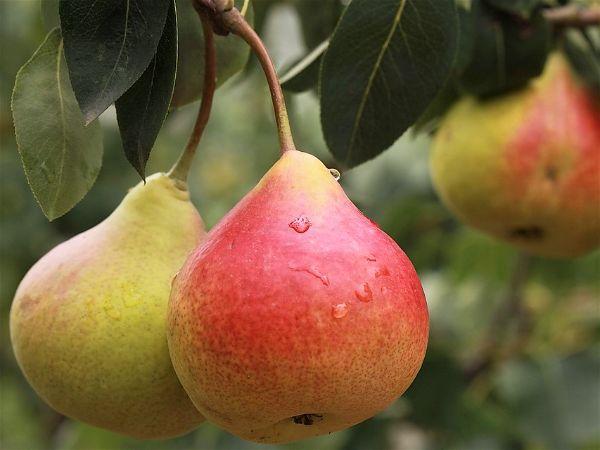 Mejores frutas diabeticos - Peras y diabetes