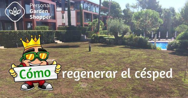 Cómo regenerar el césped