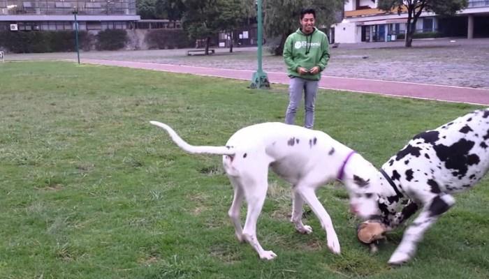 4 tipos de ejercicios para mejorar el rendimiento del Gran danés | Mascotas