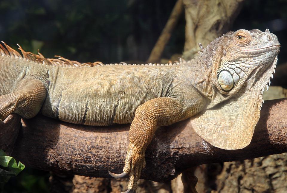 garrobo iguana a la parrilla